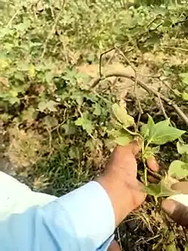 himvilohi08 online show from 02-05-26, 04:39