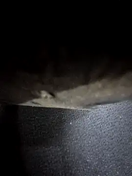 odilicia online show from 12-01-25, 11:04