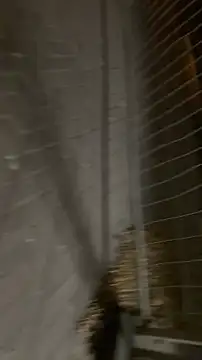 Snapshot of Raegis chatting on 11-19-25, 03:06 Raegis online show from 11-19-25, 03:06