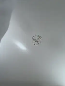 Desire-XOXOX online show from 09-25-25, 10:41