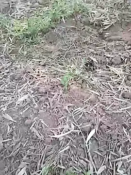 sonotutto online show from 10-07-25, 05:54