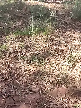 sonotutto online show from 10-10-25, 12:15