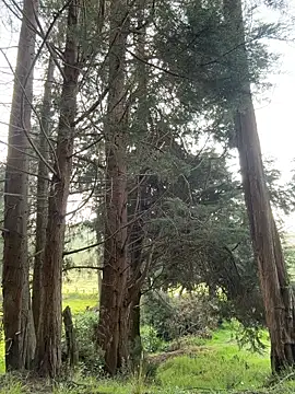 Snapshot of Ninabigtitied chatting on 03-14-26, 12:32 Ninabigtitied online show from 03-14-26, 12:32