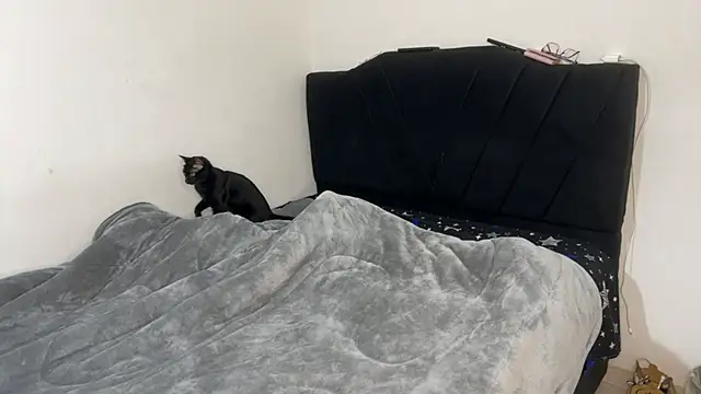 Snapshot of Conor_Taylor chatting on 09-09-25, 03:22 Conor Taylor online show from 09-09-25, 03:22