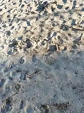 pegaso369 online show from 11-03-25, 02:51