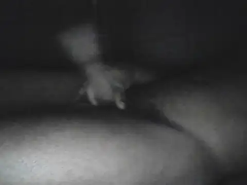 Bigcockjamaican876 online show from 10-15-25, 04:56