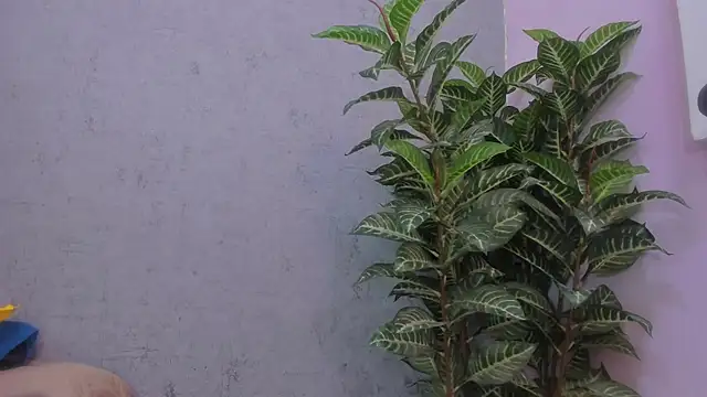 scarlett646 online show from 11-29-25, 03:09