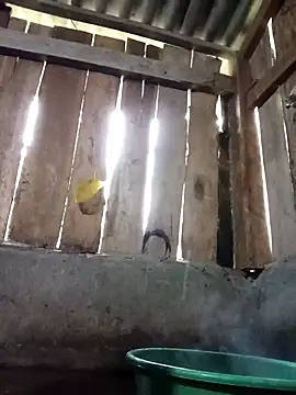 Ngocmi909 online show from 11-16-25, 12:16