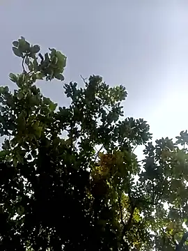 Hot-honi online show from 02-17-26, 01:40