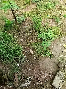 Rahul Razz online show from 10-04-25, 07:06