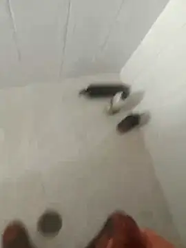 pitoduroparati online show from 02-07-26, 11:52