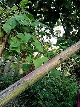 Snapshot of kemtuoi-sex chatting on 10-04-25, 11:58 kemtuoi-sex online show from 10-04-25, 11:58