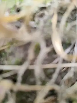 karandeep Bhagat online show from 03-26-26, 10:43