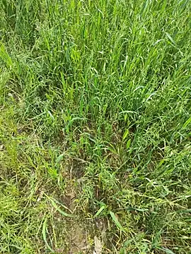 karandeep Bhagat online show from 04-19-26, 05:07