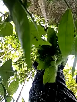 callistra online show from 10-30-25, 05:20