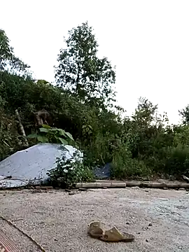 Suzuki see online show from 10-11-25, 10:36