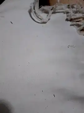 Snapshot of SALCEDO_041198 chatting on 10-11-25, 10:52 SALCEDO 041198 online show from 10-11-25, 10:52