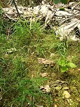 Sikici0734 online show from 05-26-26, 07:37