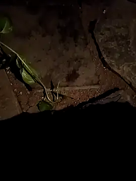 naveen 3222 online show from 04-15-26, 02:46