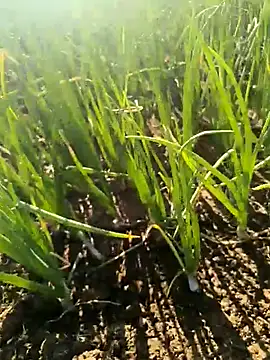 Snapshot of devil_boy_0909 chatting on 03-25-26, 02:50 devil boy 0909 online show from 03-25-26, 02:50