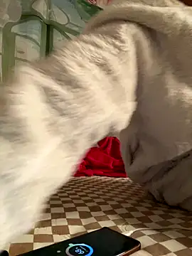 Yes-Baby-A online show from 01-06-26, 09:07