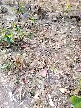 desi alpha boy online show from 02-01-26, 01:48