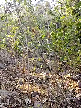 desi alpha boy online show from 02-10-26, 02:04