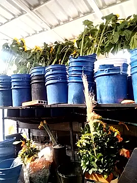 Almeyjose online show from 01-13-26, 02:44