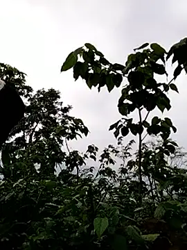 galaxy898 online show from 03-15-26, 10:54