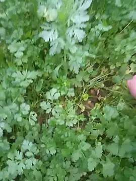 Happy sweet1 online show from 02-04-26, 10:54