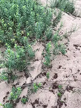 Annalua73 online show from 01-18-26, 06:44