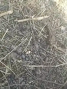 Snapshot of Cute_Boy_4 chatting on 03-08-26, 07:45 Cute Boy 4 online show from 03-08-26, 07:45