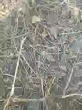 Snapshot of Cute_Boy_4 chatting on 03-09-26, 08:40 Cute Boy 4 online show from 03-09-26, 08:40