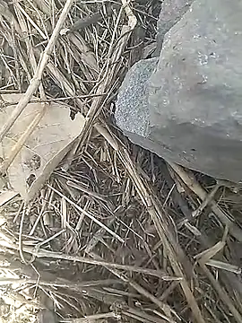 Snapshot of Cute_Boy_4 chatting on 03-13-26, 10:00 Cute Boy 4 online show from 03-13-26, 10:00