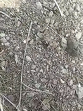 Snapshot of Cute_Boy_4 chatting on 03-18-26, 07:00 Cute Boy 4 online show from 03-18-26, 07:00