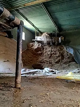 Sharmasamba online show from 03-27-26, 06:41