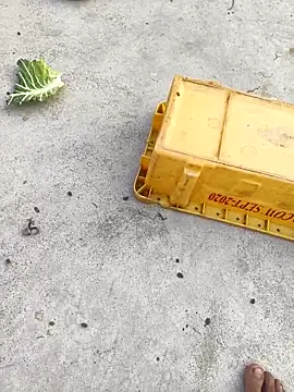 rubitrides11 online show from 02-07-26, 11:25