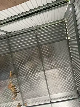 tuncube online show from 03-09-26, 06:17