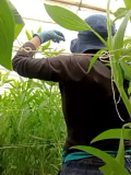 Abigail office online show from 02-13-26, 06:37