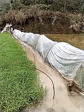 Snapshot of ngocbao11 chatting on 03-12-26, 01:12 ngocbao11 online show from 03-12-26, 01:12