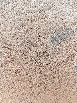 darwinmodell online show from 04-24-26, 01:24