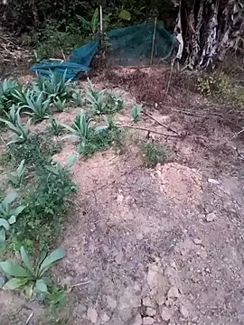 Snapshot of zanh99 chatting on 04-08-26, 11:21 zanh99 online show from 04-08-26, 11:21