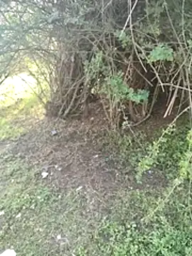 Snapshot of junedkhan99 chatting on 04-03-26, 03:04 junedkhan99 online show from 04-03-26, 03:04