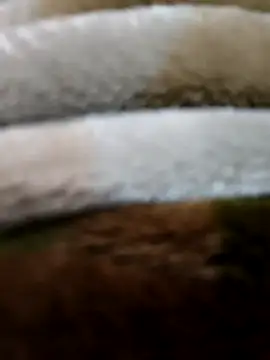 beast 0003 online show from 04-29-26, 03:49