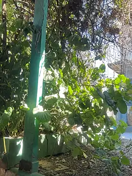 sofy alone online show from 09-09-25, 02:49