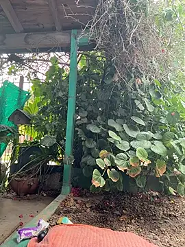 sofy alone online show from 02-02-26, 11:53