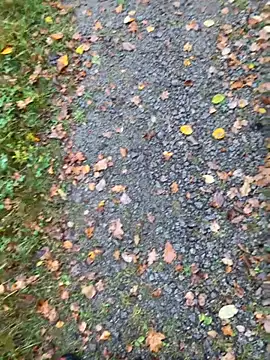 Snapshot of hamstergrabben chatting on 10-24-25, 11:50 hamstergrabben online show from 10-24-25, 11:50