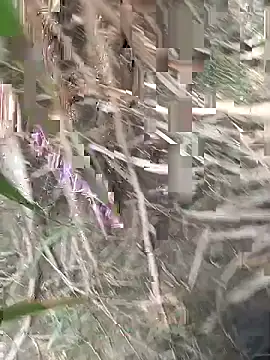 Snapshot of FinableKnee chatting on 09-18-25, 04:47 FinableKnee online show from 09-18-25, 04:47