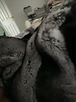 Snapshot of Furdale chatting on 02-14-26, 02:58 Furdale online show from 02-14-26, 02:58