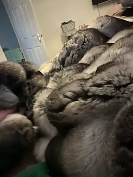 Snapshot of Furdale chatting on 02-15-26, 01:31 Furdale online show from 02-15-26, 01:31